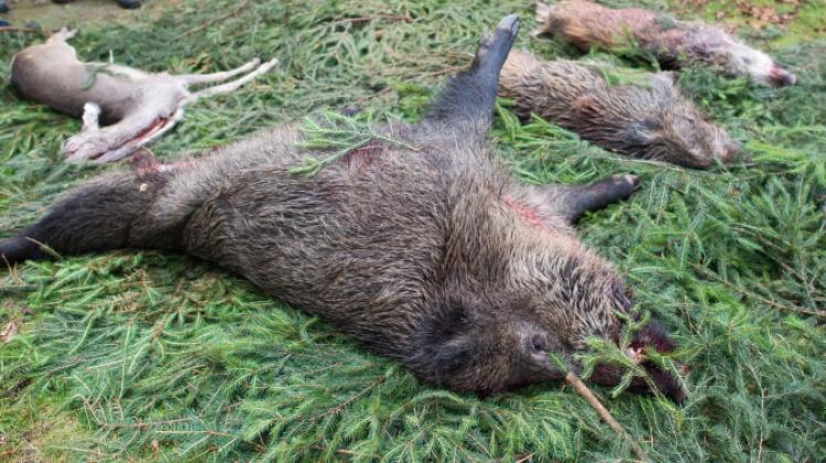 In Vorpommern-Greifswald sollen Jäger mehr Jungtiere schießen.   