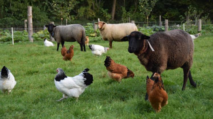 Hühner und Schafe leben auf dem Schafhof harmonisch miteinander. Auch bei den Schafen wollen die Furcks vom Aussterben bedrohte Tierrassen erhalten. Sie züchten die Rauwolligen Pommerschen Landschafe, Coburger Fuchsschafe und Bentheimer Landschafe.  