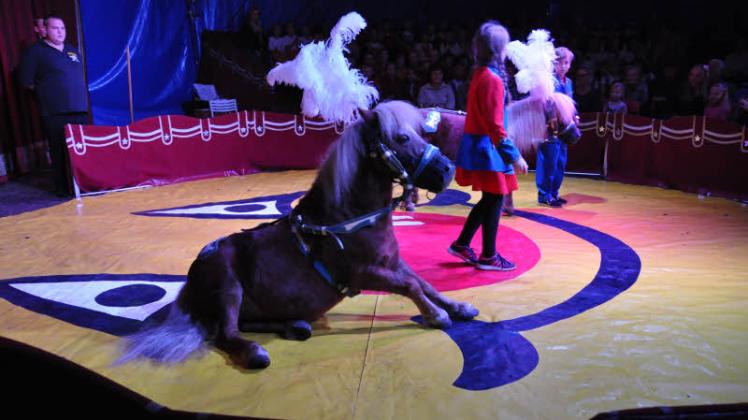 Tierische Rasselbande – so lautete der erste Auftritt am gestrigen Freitagvormittag im Zirkus-Zelt auf dem Goldberger Sportplatz. 