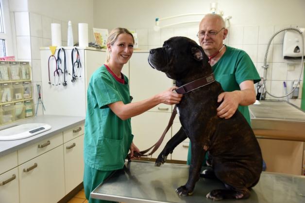 Der 60 Kilogramm schwere Faro heilt sein Bein in der Klinik aus. Melanie Raabe und Dr. Gerd Ricker mögen den Mischling sehr.