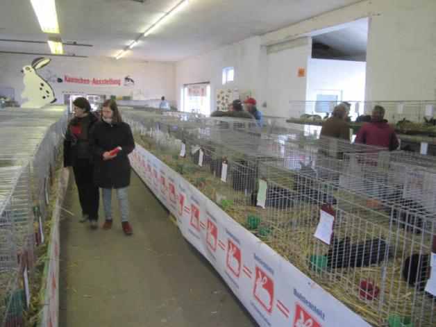 Viele Züchter und selbst interessierte Gäste besuchten am Samstag die Kaninchenausstellung in Plauerhagen. Fotos: Wolfram Hennies 