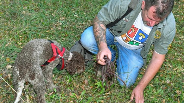 Pilzsachverständiger Mario Gohmert und sein Hund Charly, ein Lagotto Romagnolo (ital. für Wasserhund), sind in einem Park in Rüdersdorf auf Trüffelsuche.  