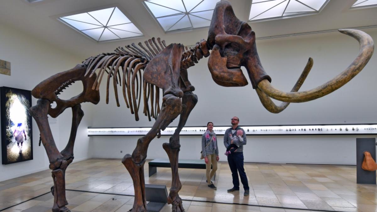 Ein Mammut-Skelett wird zerlegt