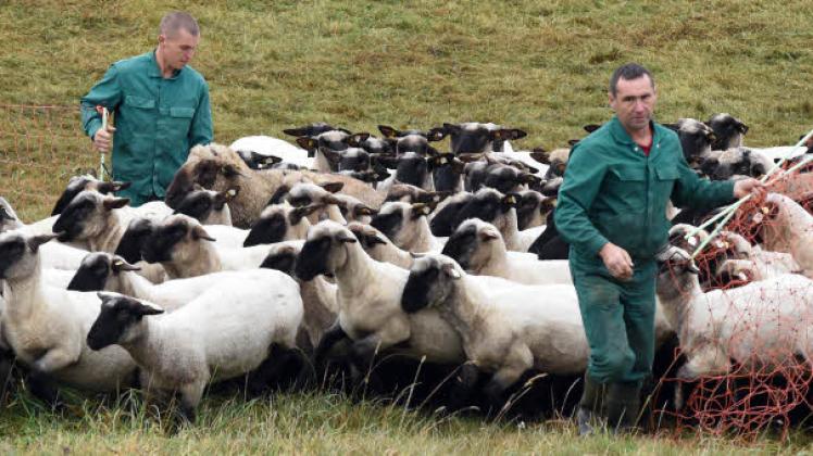 Der Zaun ist auf – und es gibt kein Halten mehr: Jörg und Michael Pundt (l.) lassen die Schafe in Wickendorf eine Weide weiterziehen.  