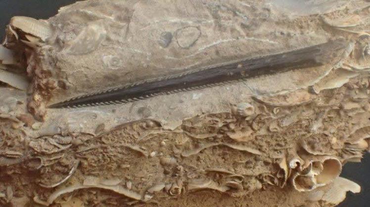 Ein ca. 7 cm langen Fragment eines Rochenstachels, gefunden von der Parchimer Dipl.-Geologin Karina Thiede im „Sternberger Kuchen“ in der Kiesgrube Kobrow. 