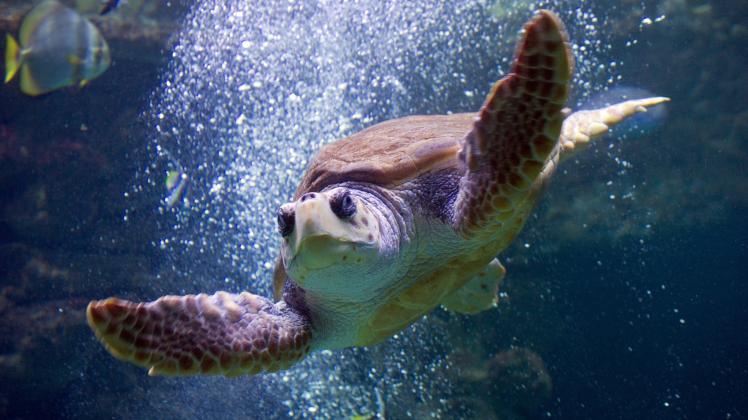 Eine Unechte Karettschildkröte im Meeresmuseum von Stralsund. In den Herbstferien locken Museen und Zoos mit Aktionen in die Einrichtungen. 