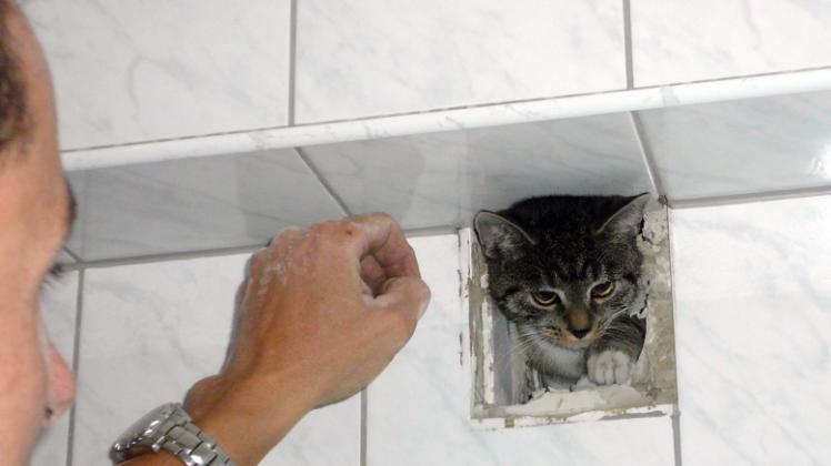 Kätzchen in Not: Feuerwehrleute retten nich nur Menschen, sondern auch Katzen aus schwierigen Situationen. 