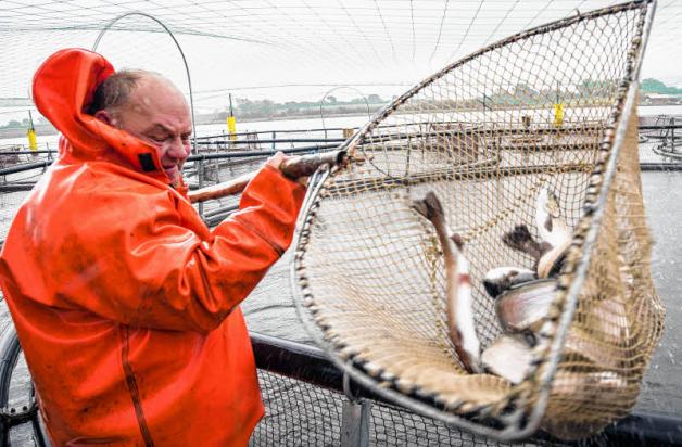 „Das war von vornherein klar, dass ich Fischer werde.“ Hans Brauer bei der Arbeit in seiner Fischzucht-Anlage.  