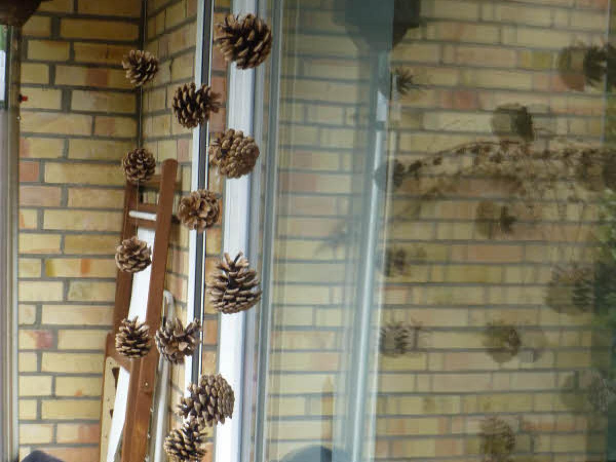 Vogelschutz für Fenster: Diese einfachen Mittel retten Leben