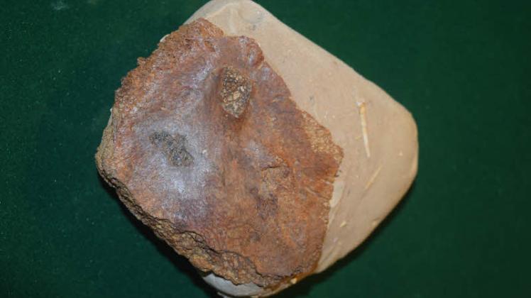 Bauchpanzer-Fragment einer Meeresschildkröte (dunkler Teil) aus der Sammlung von Karina und Nils Thiede aus Parchim. Bauchpanzer-Fragment einer Meeresschildkröte (dunkler Teil) aus der Sammlung von Karina und Nils Thiede aus Parchim.