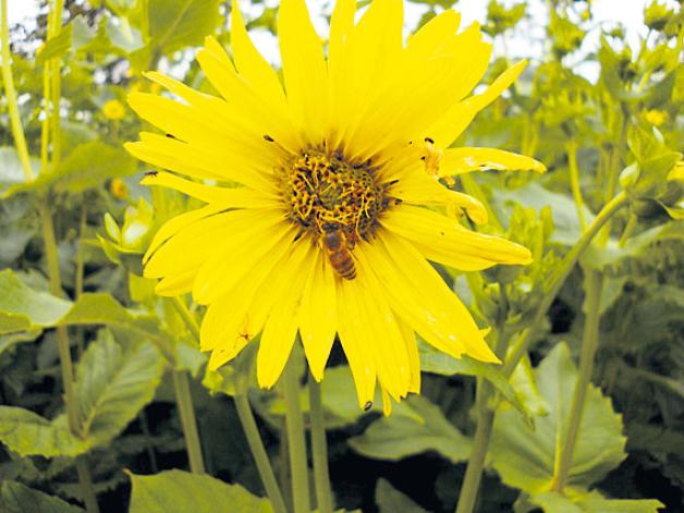 Die anspruchslose Pflanze erinnert an Sonnenblumen. Foto: Konitzki