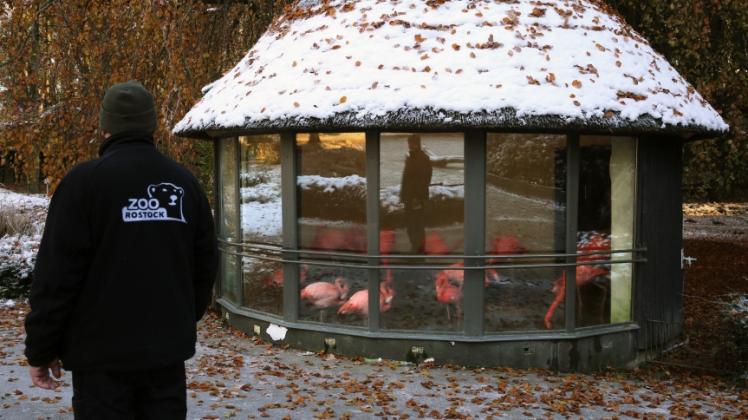 Im Zoo in Rostock sind die Flamingos wegen der Stallpflicht in ihrer Unterkunft.  