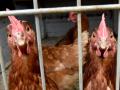 Hochgradig gefährdet: Wegen der Vogelgrippe müssen Hühner landesweit grundsätzlich im Stall gehalten werden. . 