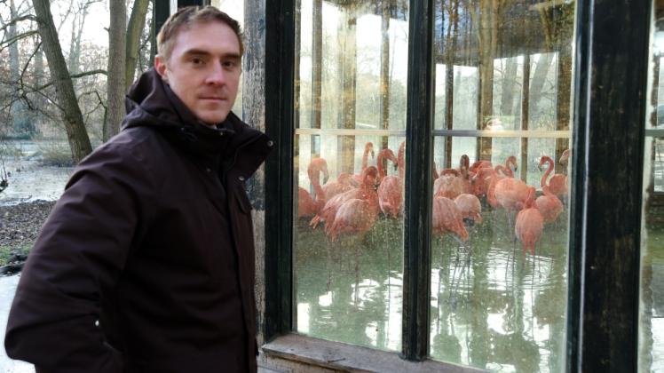 Angespannte Situation im Zoo – nicht nur für die Flamingos: Dr. Tim Schikora ist froh über jeden Tag, den der Tierpark ohne Vogelgrippe-Fall übersteht.  
