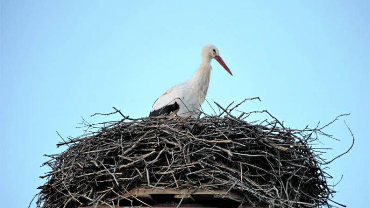 Trotzt der Kälte: Ein Storch hat sich sein Winterquartier in Eden (Oberhavel) gesucht. 