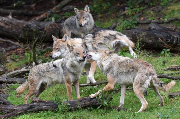 In der Dämmerung können im Wildpark wieder Wölfe beobachtet werden.