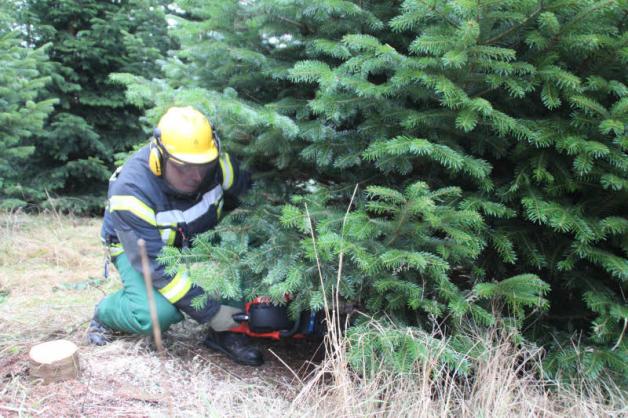Feuerwehrmann Uwe Buchholz half beim fachmännischen Schlagen der Weihnachtsbäume. Fotos: Holger Glaner 