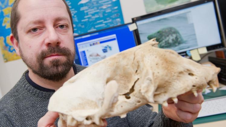 Michael Dähne, Kurator für Meeressäuger des Meeresmuseums, mit einem Robbenschädel