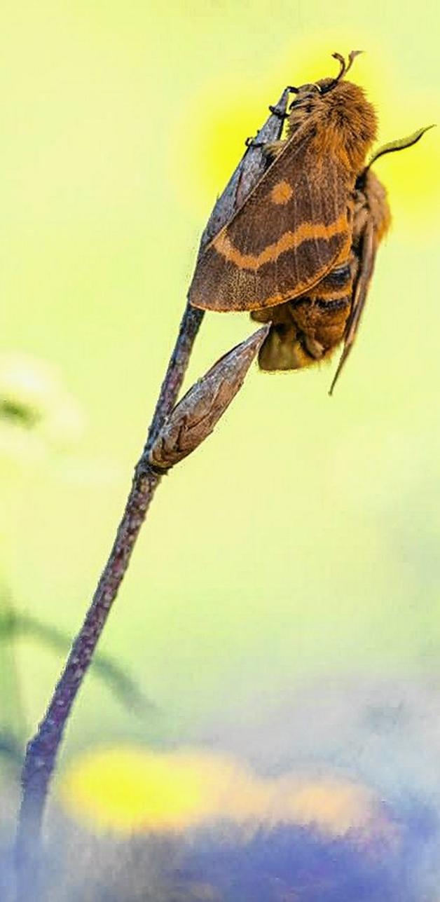 Schmetterlinge in der Herbstsonne: Habichtskrautspinner Schmetterlinge in der Herbstsonne: Habichtskrautspinner