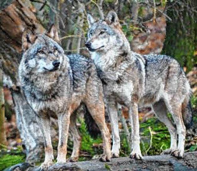 Sie sind zurück: Ein Wolfsrudel siedelt in der Lübtheener Heide.
