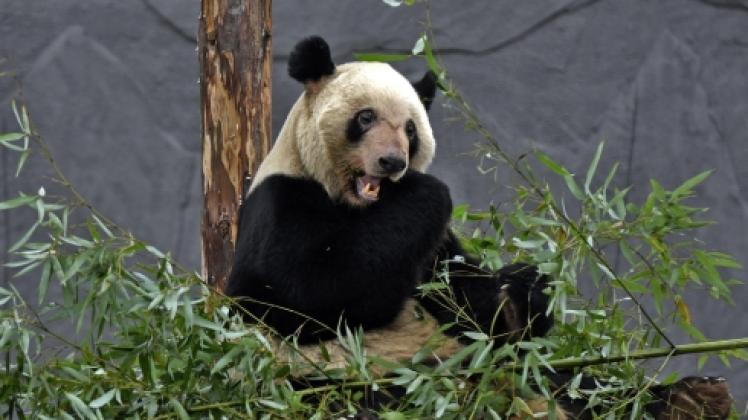 Pandas halten keine Winterruhe