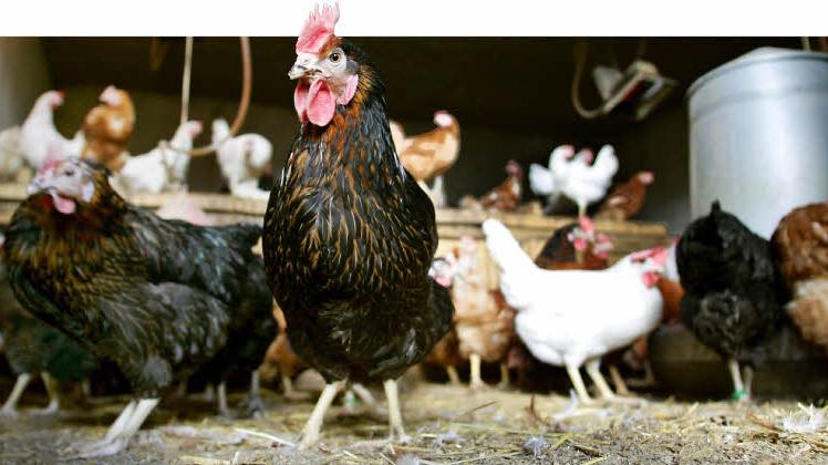 Im Stall picken diese Hühner derzeit ihr Fressen vom Boden. Die sonst draußen umher laufenden Tiere müssen nach einer Verordnung der Umweltbehörde wegen der auch in Deutschland grassierenden Vogelgrippe in den Ställen gehalten werden.  