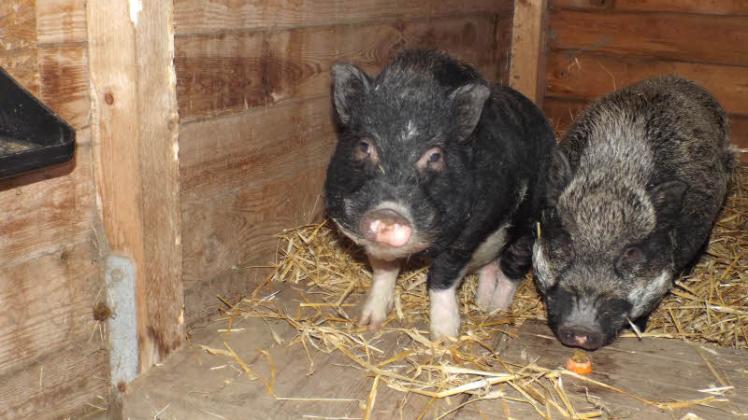 Ungewöhnliche Fundtiere: Diese beiden markant aussehenden Mini-Schweine leben derzeit in Holthusen.  