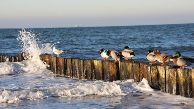 Enten machen es den Möwen nach und lassen sich vom kräftigen Wind am Strand durchpusten. Fotos: hnie 
