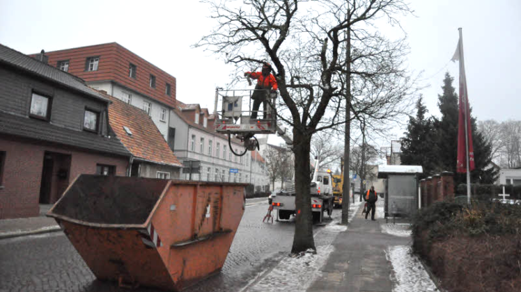 Der Baubeginn in der Berliner Straße kündigt sich an. Am Montag nahm der Stadtbetriebshof drei Bäume runter.   