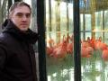 Hinter Glas: Die Flamingos des Zoos hat Zoo-Direktor Dr. Tim Schikora sicher untergebracht.  