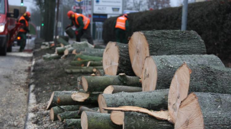 Momentan laufen weitere Fällarbeiten: Entlang der Rissener Straße werden aktuell 42 Bäume gefällt, um den Ausbau der B 431 zu ermöglichen.  