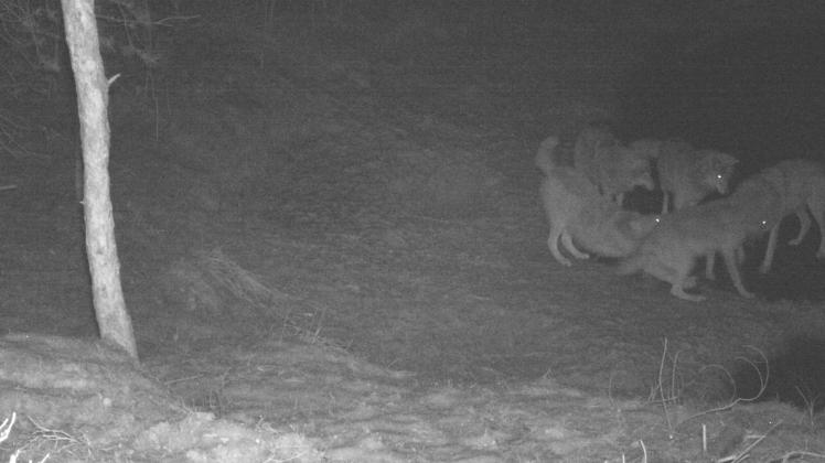 Die Aufnahme einer Fotofalle zeigt ein Wolfsrudel in der Kalißer Heide. Forscher haben Nachweise für ein drittes Wolfsrudel in Mecklenburg-Vorpommern. Es hat sich in der Kalißer Heide im Südwesten des Landes angesiedelt.
