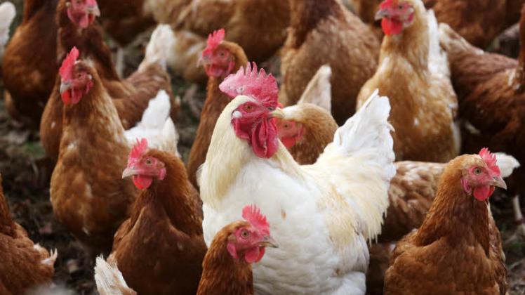 Die Vogelgrippe ist in „nicht gekanntem Ausmaß“ zurück, mit ihr die Tötung von hunderttausenden Tieren.  
