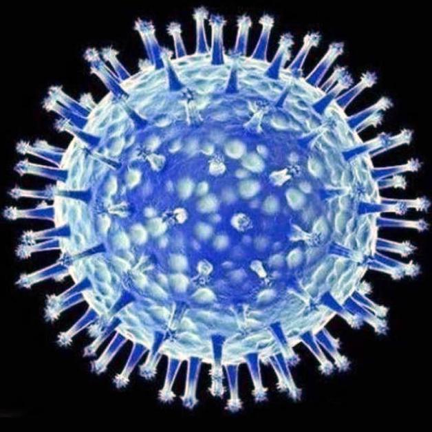 Das hochpathogene  Vogelgrippe-Virus H5N8  