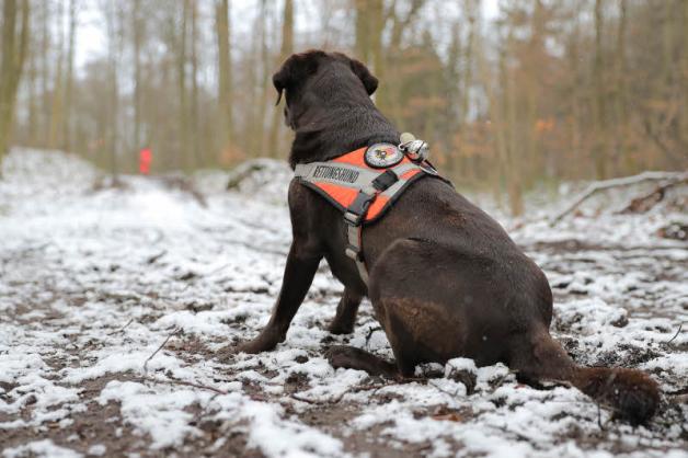Labrador „Amy“ wartet auf das Startsignal für die Übung. Als Flächensuchhund ist sie in der Lage, bis zu 45 Minuten am Stück zu suchen. 