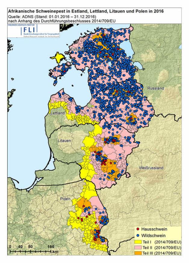 Flächendeckend im Baltikum, in wachsendem Maß im Osten von Polen: Nachweise von Afrikanischer Schweinepest im vergangenen Jahr. Die Quelle ist das Tierseuchenmeldesystem (ADNS) der EU. 