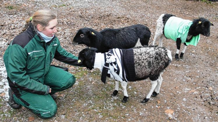 Die Schafe tragen warme Pullover