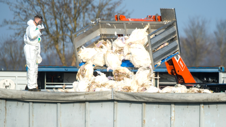 Kostete bislang zehntausenden Tieren das Leben: Seit November grassiert in Mecklenburg-Vorpommern die Vogelgrippe.  