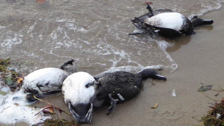 Tote Reiherentenam Plöner See: Seit November nahm die Vogelgrippe ihren Lauf.  