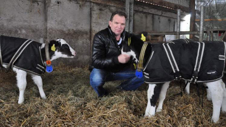 Durchschnittlich etwa 7000 Liter Milch pro Tag geben die 300 Kühe von Landwirt Harry Weijs. Seit Juli 2000 betreibt der gebürtige Holländer seinen Milchviehbetrieb in Groß Stove, auf dem er sich auch um die eigene Nachzucht kümmert und dadurch noch einmal 250 Kälbchen und Jungrinder hinzukommen, die hier und auf den etwa 100 Hektar Pachtfläche leben. Das Melken funktioniert auf dem Hof vollautomatisch. Jede Kuh geht durchschnittlich 2,7-mal von alleine zum Melkroboter und gibt etwa 30,4 Liter Milch. Unangefochtene Spitzenreiterin ist Kuh Dia, die im Sommer die 100 000-Liter-Marke geknackt hat und sich trotz ihres stolzen Alters von zehn Jahren noch topfit ist.  