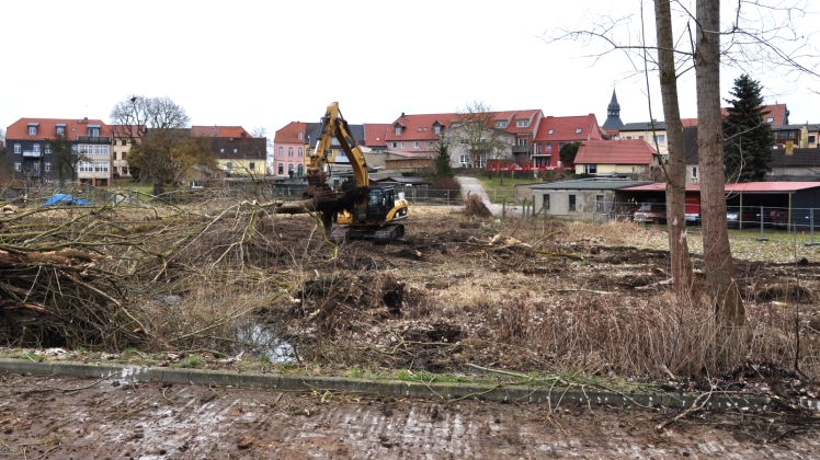 Die Bäume auf dem Gelände in Richtung Altstadt, das zum Baufeld gehört, wurden in dieser Woche mit Genehmigung der Naturschutzbehörde des Landkreises Ludwigslust-Parchim gerodet. Für sechs Weiden müssen woanders neun Laubbäume gepflanzt werden.