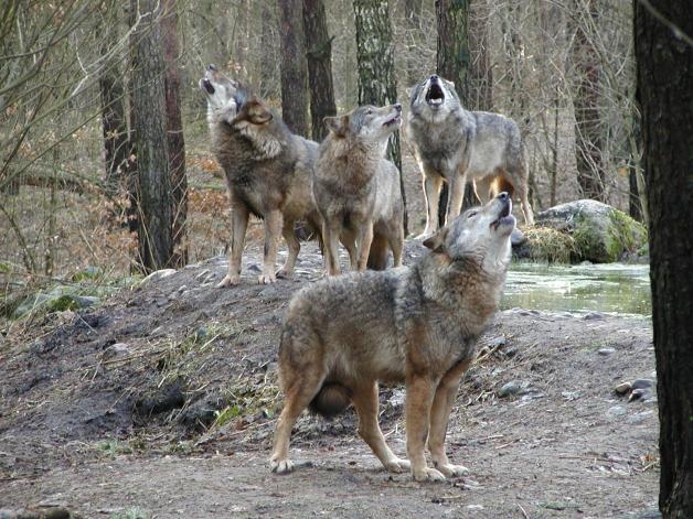 wolfswanderung-in-der-daemmerung-wildpark-mv-guestrow_18308677.jpg