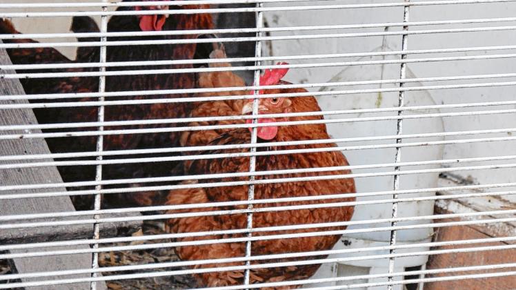 Nach drei Monaten Zwangshaft blickt Henne Berta sehnsüchtig durch die Gitterstäbe ins Freie.  