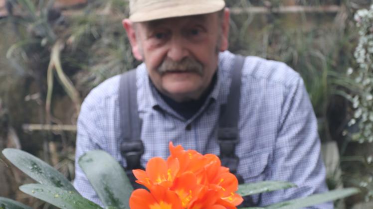 Der gelernte Gärtner Udo Pfotenhauer mit einer blühenden Clivie in einem seiner Gewächshäuser.   