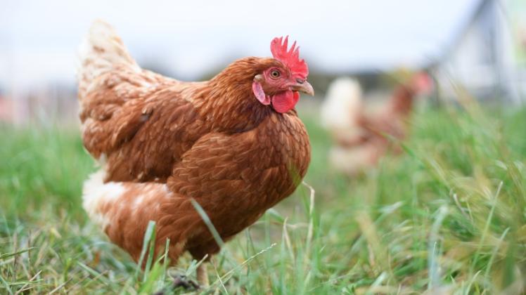 Haben Freilandhühner bald wieder Auslauf? Das Land lockert die Stallpflicht aufgrund der Vogelgrippe. Haben Freilandhühner bald wieder Auslauf? Das Land lockert die Stallpflicht aufgrund der Vogelgrippe.