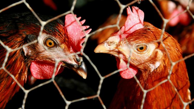 Wie lange Hühner und anderes Geflügel noch im Stall bleiben müssen, ist derzeit nicht absehbar. 