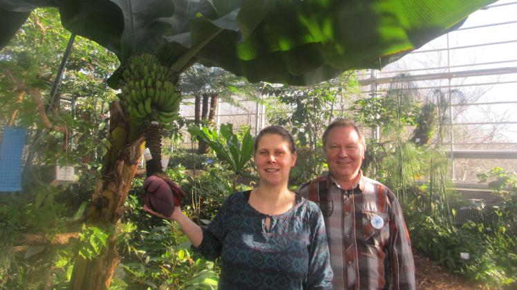 Ein besonderes Geschmackserlebnis sind Bananen, die im Tropenhaus heranreifen. Darüber herrscht bei Biologin Sarah Müller, die als Praktikantin im Botanischen Garten arbeitet, und dem Vereinsvorsitzenden Helmut Krause Einigkeit. 