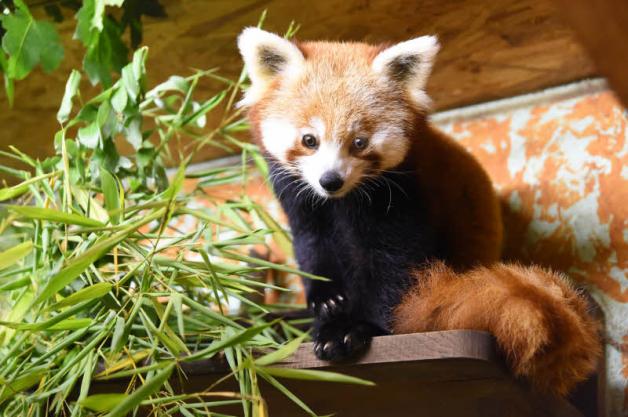 Zwei Rote Pandas hat der Zoo – hier Weibchen Polly 