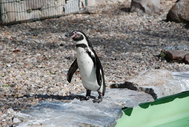 Lieblinge der Besucher:  21 Pinguine gibt es im Tierpark.