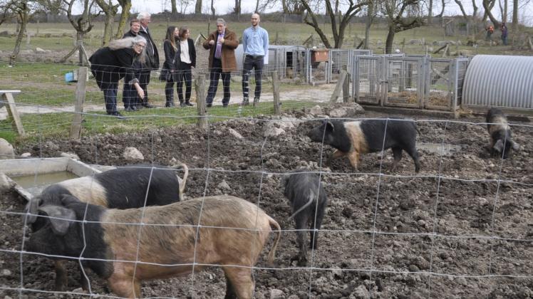 Schwein gehabt: Der Arche-Hof Kneese bekommt knapp 200  000 Euro Fördermittel zur Realisierung barrierefreier touristischer Angebote.  